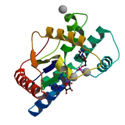 Figure: The crystal structure of human dTMP kinase complexed with thymidine monophosphate, adenosine diphosphate, and a magnesium-ion.